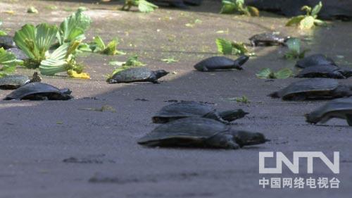 广东顺德甲鱼养殖场_陈小石甲鱼养殖故事_顺德甲鱼养殖风向标