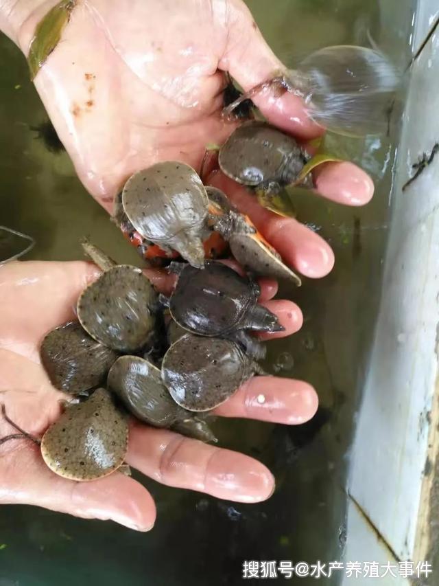 广东顺德甲鱼养殖场_顺德区中华鳖养殖_珠三角水产养殖示范区