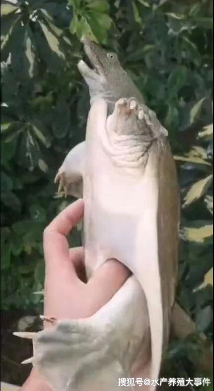 珠三角水产养殖示范区_顺德区中华鳖养殖_广东顺德甲鱼养殖场