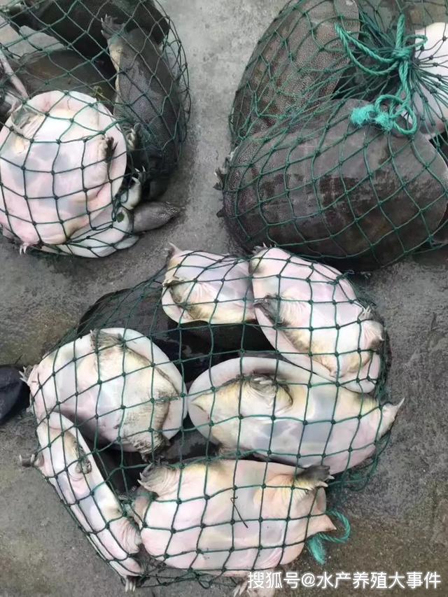 顺德区中华鳖养殖_珠三角水产养殖示范区_广东顺德甲鱼养殖场