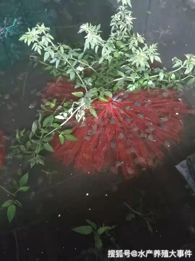 珠三角水产养殖示范区_广东顺德甲鱼养殖场_顺德区中华鳖养殖