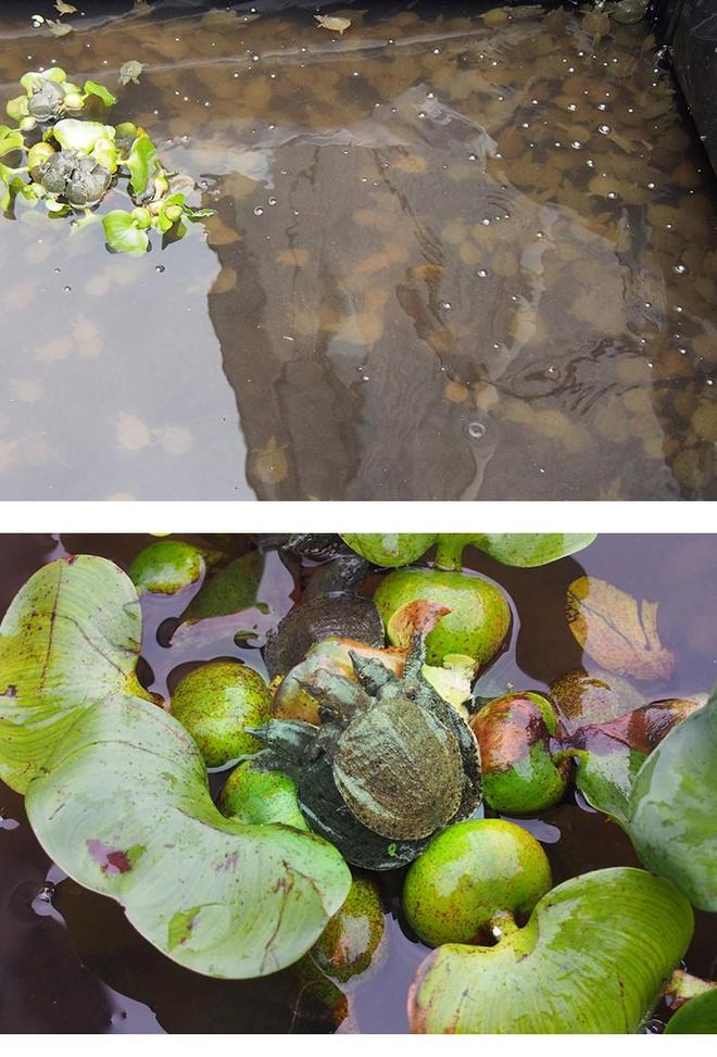 广东鑫昌农业甲鱼产业链优势_广东鑫昌农业发展有限公司甲鱼养殖项目_广东顺德甲鱼养殖场