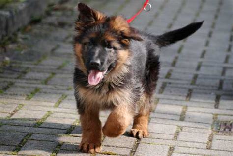 NBA球衣设计_nba球衣宽松_CBA球衣设计差距