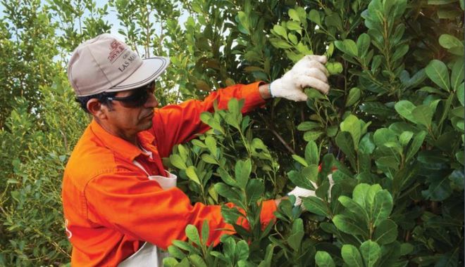 世界杯茶文化_梅西马黛茶_看世界杯喝茶